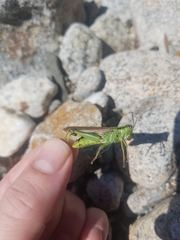 Ognevia longipennis