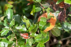 Disholcaspis spongiosa