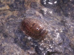 Gnorimosphaeroma oregonense