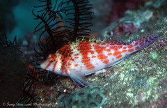 Cirrhitichthys falco