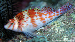 Cirrhitichthys falco