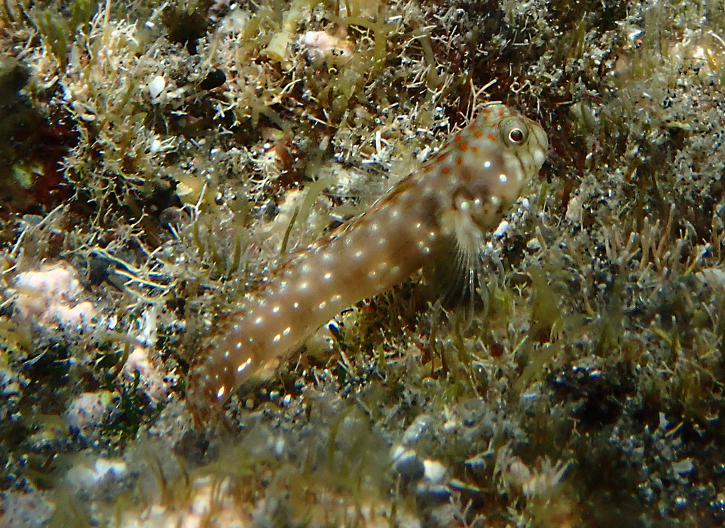 Fraser's Blenny
