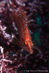 Oxycirrhites typus