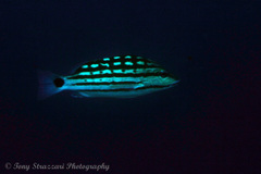 Lutjanus decussatus