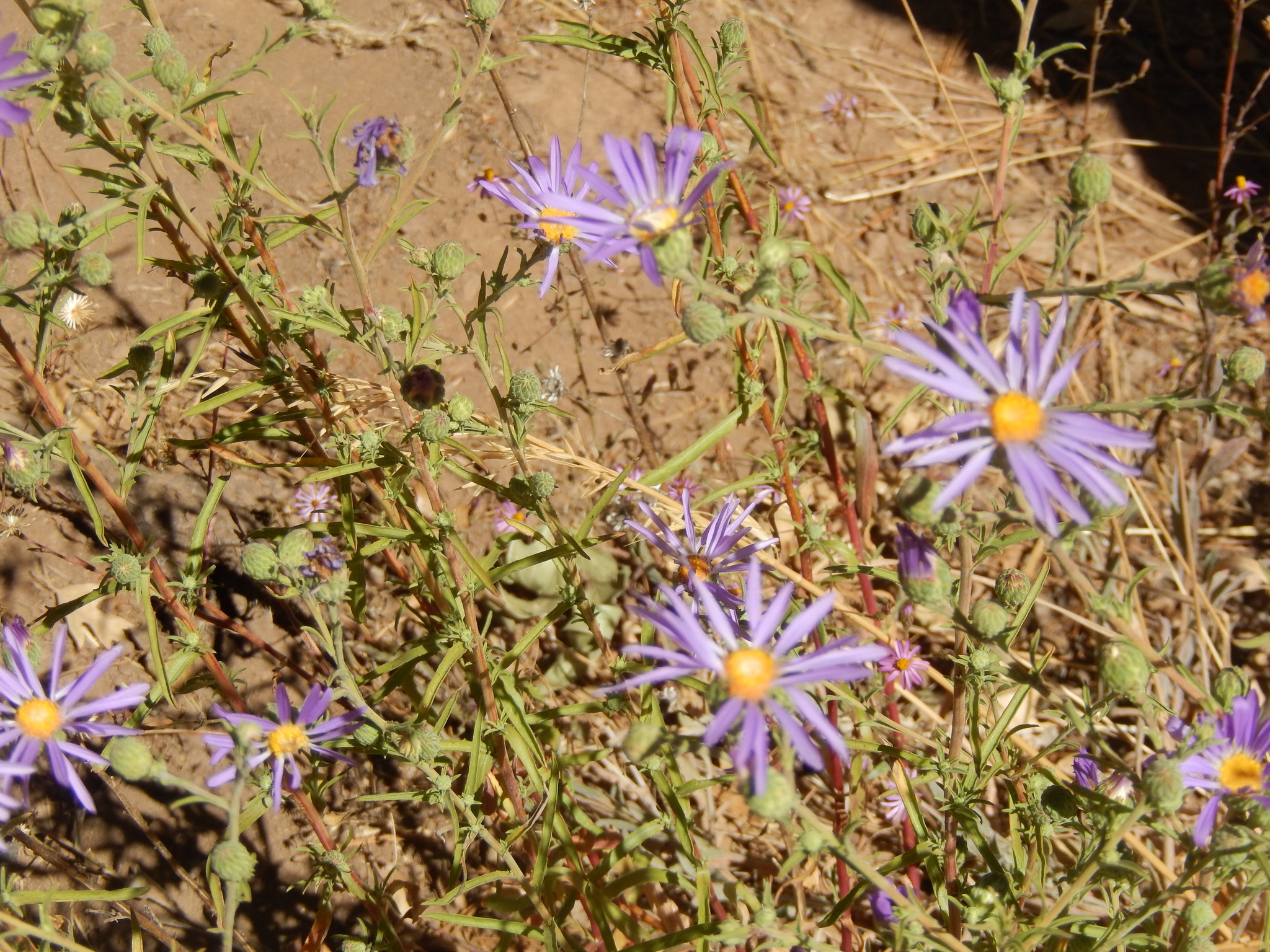 Dieteria asteroides var. lagunensis