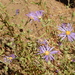 Mount Laguna Aster - Photo (c) hikingsandiego, some rights reserved (CC BY-NC), uploaded by hikingsandiego