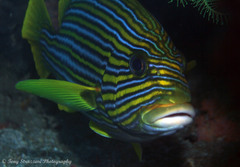 Plectorhinchus polytaenia