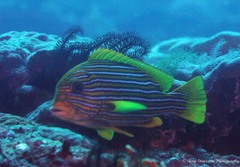 Plectorhinchus polytaenia