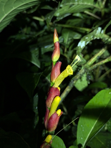 Image of Sanchezia oblonga by (c) Benjamin Hidalgo, some rights reserved (CC BY)