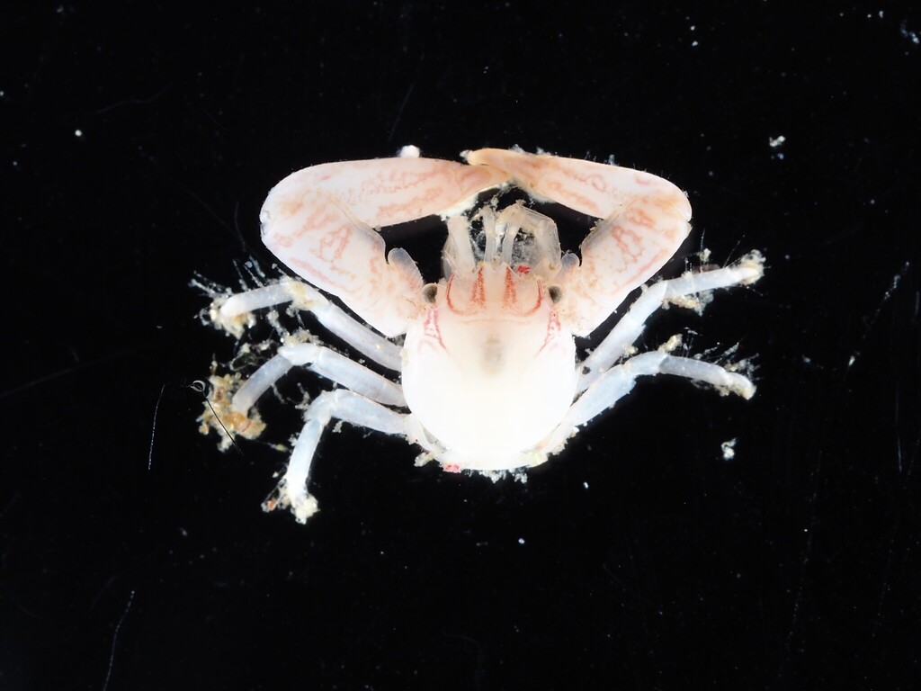 Soft Coral Porcelain Crab