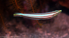 Hologymnosus doliatus