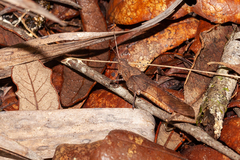 Spharagemon crepitans