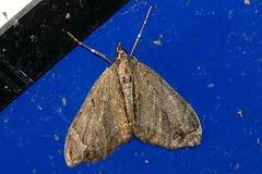 Lobophorodes obscuraria