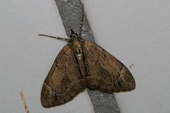 Lobophorodes obscuraria