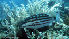 Lutjanus decussatus
