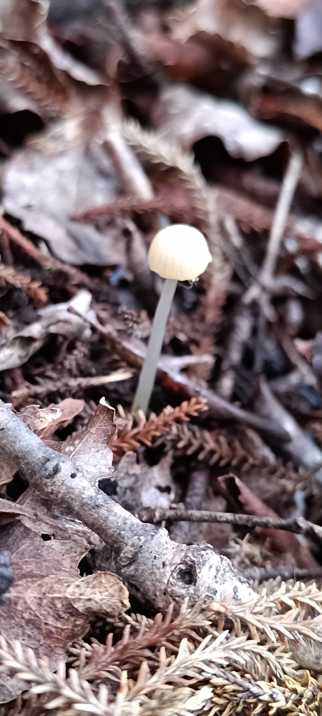 Gliophorus pallidus