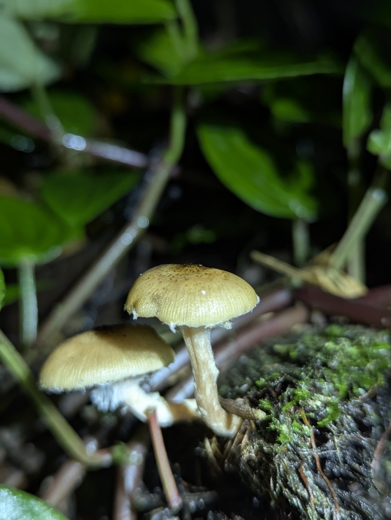 Armillaria puiggarii