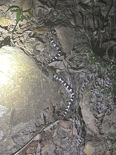 Eastern Bandy Bandy sighting