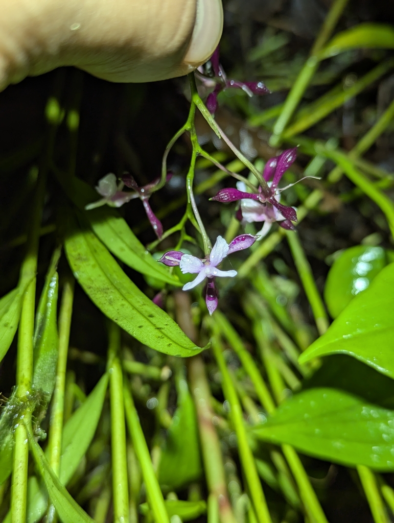 Epidendrum englerianum