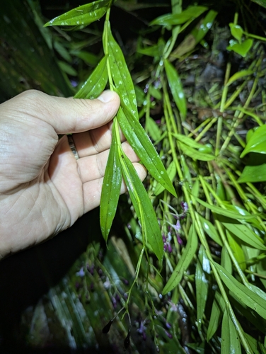 Epidendrum englerianum, photograph 1