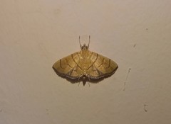 Hyalobathra