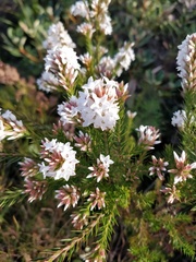 Epacris paludosa