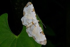 Tyloptera bella