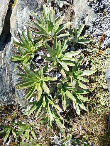 Celmisia densiflora, photograph 3