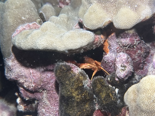 Gonioinfradens paucidentatus, 2025-04-11