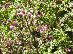 Cirsium vinaceum