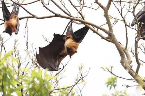 Indian Flying Fox