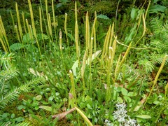 Lycopodium lagopus