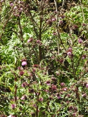 Cirsium vinaceum