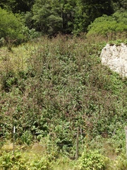 Cirsium vinaceum