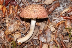 Boletellus ananas image