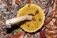 Boletellus ananas image