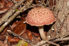 Boletellus ananas image