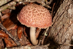 Boletellus ananas image