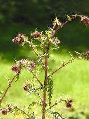 Cirsium vinaceum