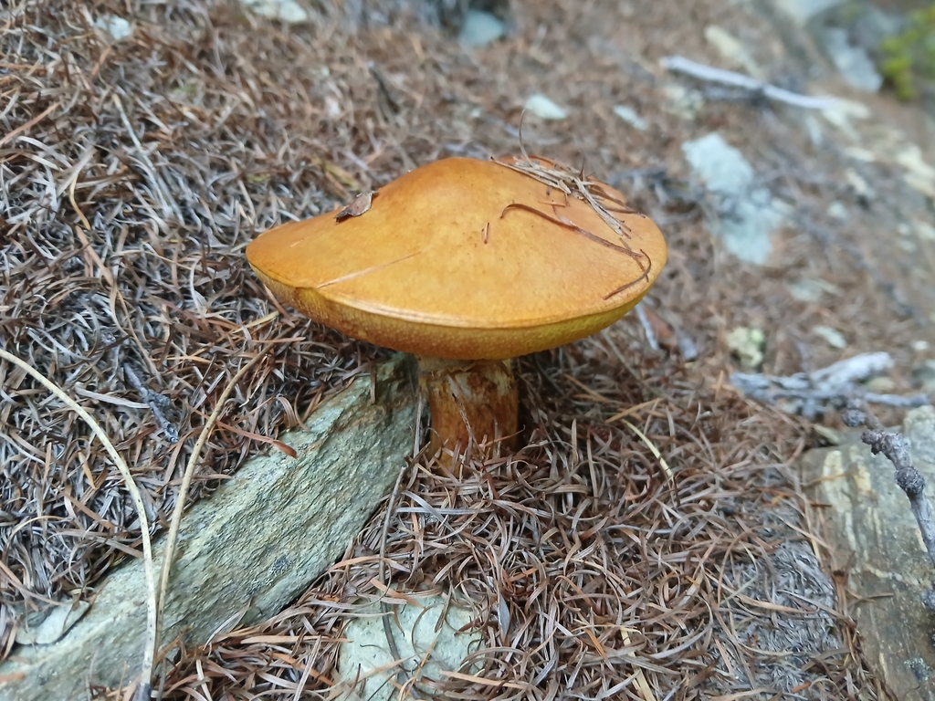 Suillus grevillei · April 2025 · photo: © claire_grace83 (iNaturalist, cc-by)
