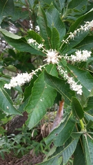 Clethra barbinervis