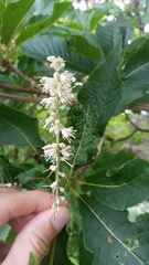 Clethra barbinervis