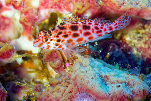 Pixy Hawkfish — seen at this dive site