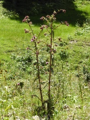 Cirsium vinaceum