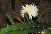Triangle Cactus - Photo (c) johnyochum, some rights reserved (CC BY), uploaded by johnyochum
