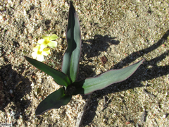 Cyanella