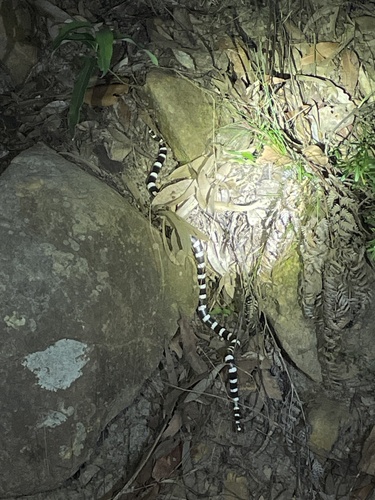 Eastern Bandy Bandy sighting