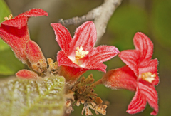 Brachychiton bidwillii