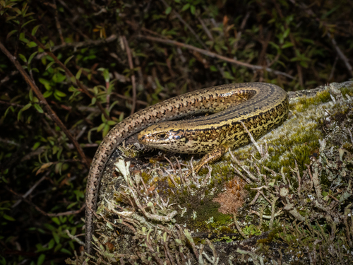 Cobble skink, Oligosoma robinsoni