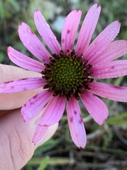 Echinacea tennesseensis